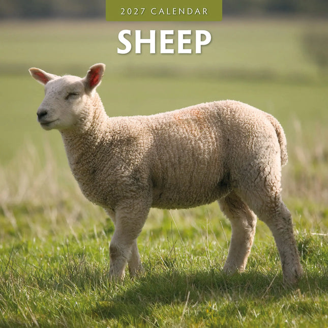 Red Robin Schapen Kalender 2027