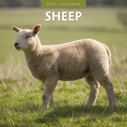 Red Robin Schapen Kalender 2027