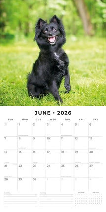 Red Robin Schipperke Kalender 2026
