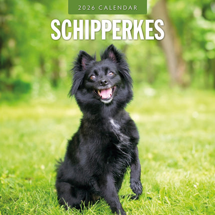 Red Robin Schipperke Kalender 2026