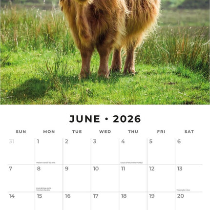 Red Robin Schotse Hooglander Kalender 2026