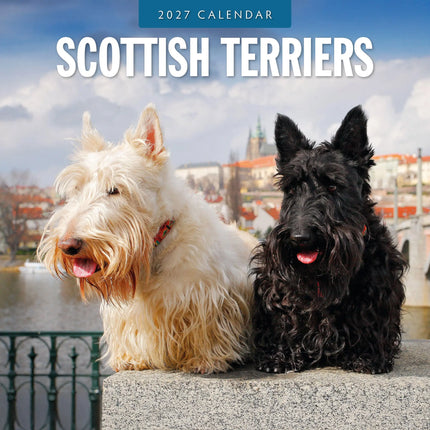 Red Robin Schotse Terrier Kalender 2027
