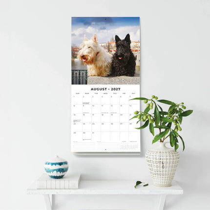 Red Robin Schotse Terrier Kalender 2027