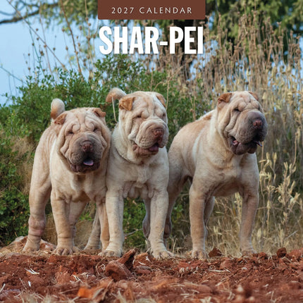 Red Robin Shar Pei Kalender 2027