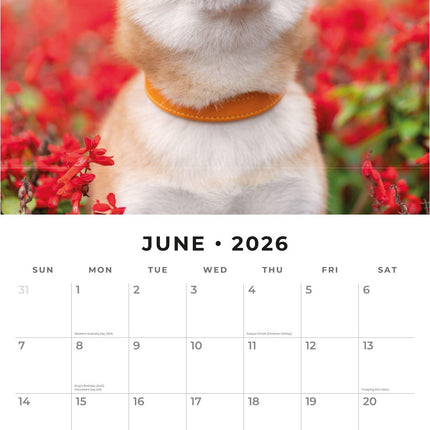 Red Robin Shiba Inu Kalender 2026