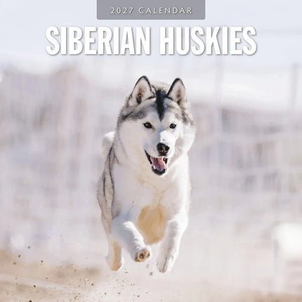 Red Robin Siberian Husky Kalender 2027