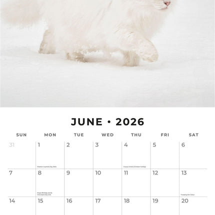 Red Robin Snow Animals Kalender 2026