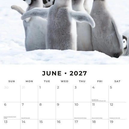 Red Robin Snow Animals Kalender 2027