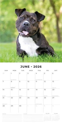 Red Robin Staffordshire Bull Terrier Kalender 2026