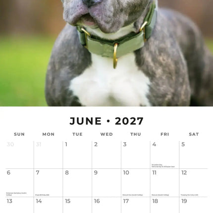Red Robin Staffordshire Bull Terrier Kalender 2027