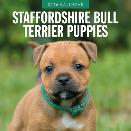 Red Robin Staffordshire Bull Terrier Puppies Kalender 2026