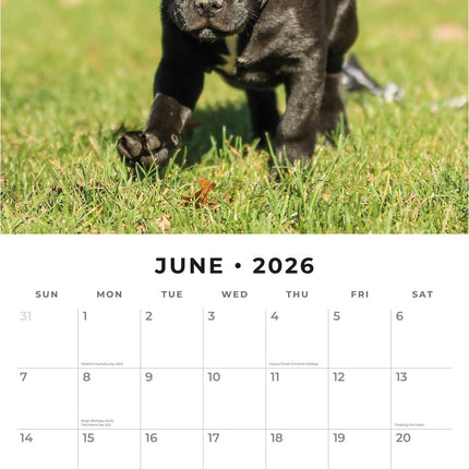 Red Robin Staffordshire Bull Terrier Puppies Kalender 2026