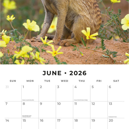 Red Robin Stokstaartjes Kalender 2026