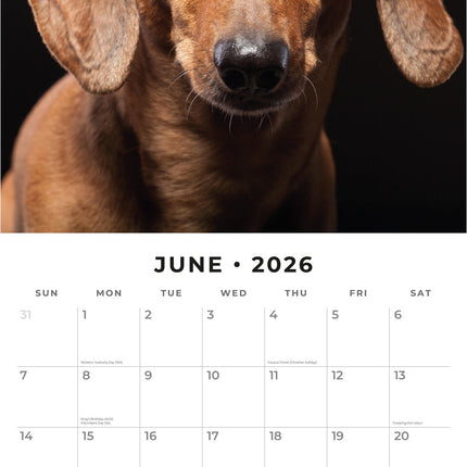 Red Robin Teckel Kalender 2026