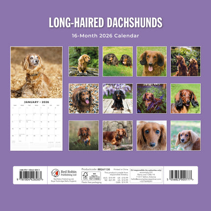 Red Robin Teckel Langhaar Kalender 2026