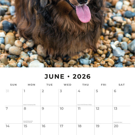 Red Robin Teckel Langhaar Kalender 2026