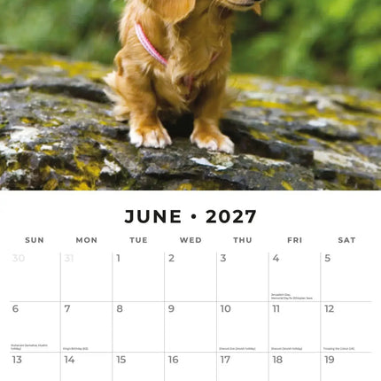 Red Robin Teckel Langhaar Kalender 2027