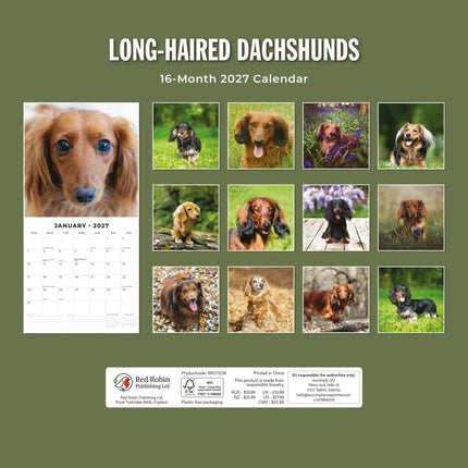 Red Robin Teckel Langhaar Kalender 2027