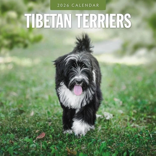 Red Robin Tibetaanse Terrier Kalender 2027