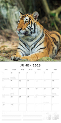 Red Robin Tijger Kalender 2025