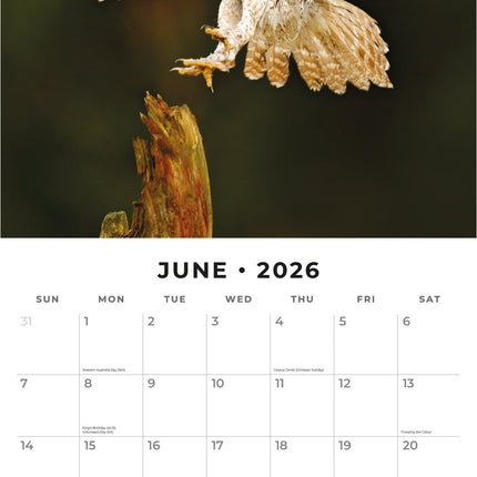 Red Robin Uilen Kalender 2026