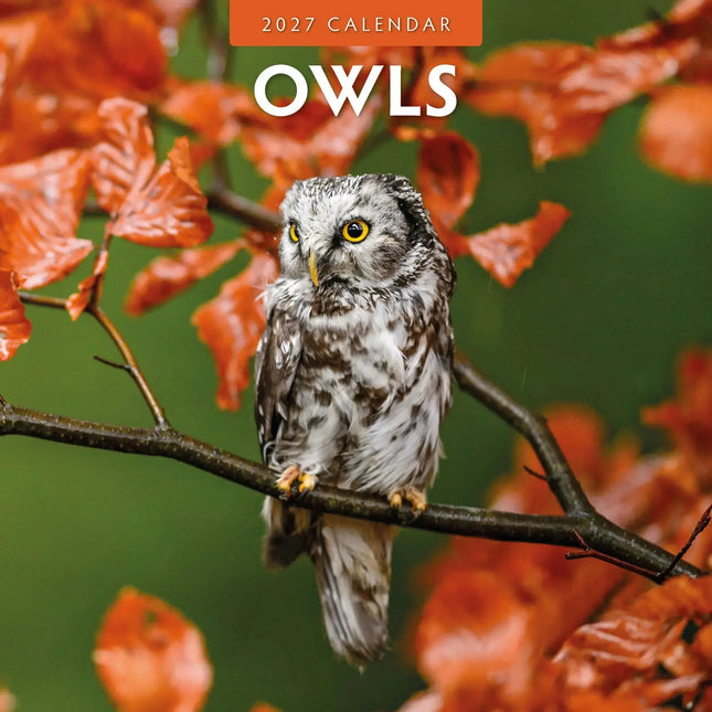 Red Robin Uilen Kalender 2027