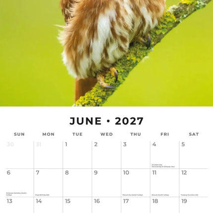 Red Robin Uilen Kalender 2027