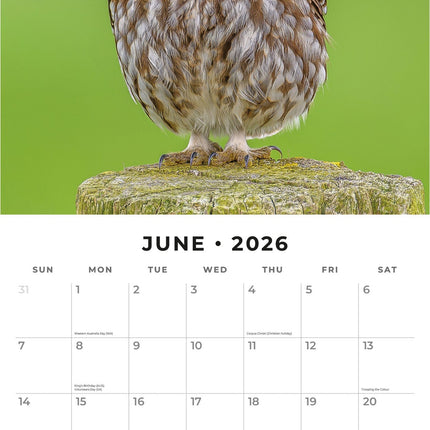 Red Robin Vogels Kalender 2026