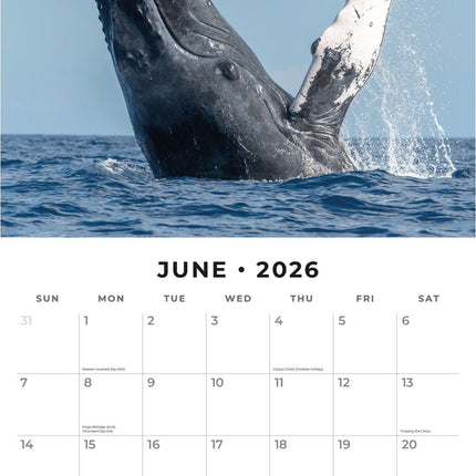 Red Robin Walvissen Kalender 2026