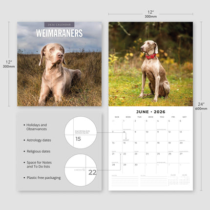 Red Robin Weimaraner Kalender 2026
