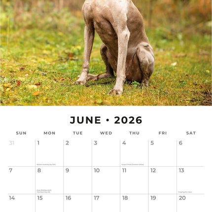 Red Robin Weimaraner Kalender 2026