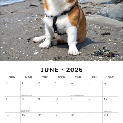 Red Robin Welsh Corgi Kalender 2026