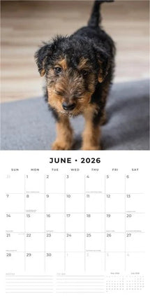Red Robin Welsh Terrier Kalender 2026
