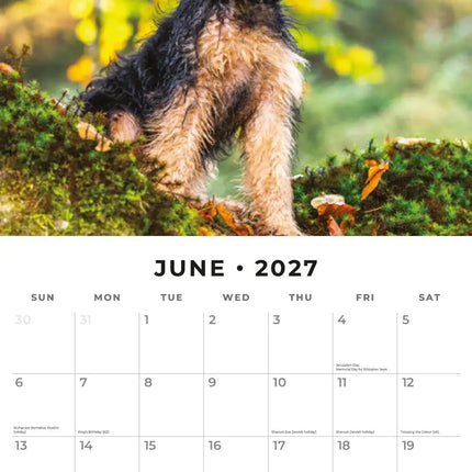 Red Robin Welsh Terrier Kalender 2027