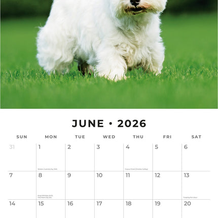 Red Robin West Highland White Terrier Kalender 2026