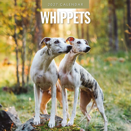 Red Robin Whippet Kalender 2027
