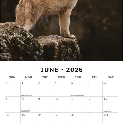 Red Robin Wolven Kalender 2026
