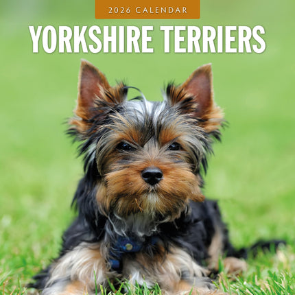Red Robin Yorkshire Terrier Kalender 2026
