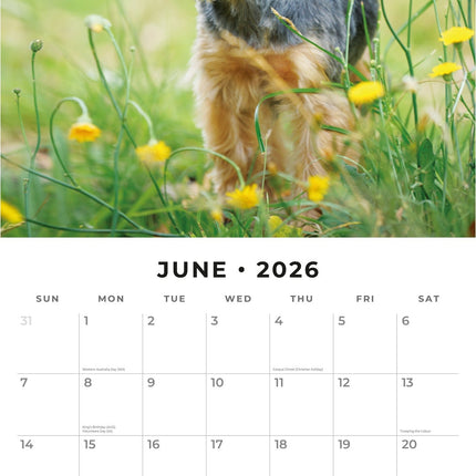 Red Robin Yorkshire Terrier Kalender 2026