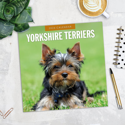 Red Robin Yorkshire Terrier Kalender 2026