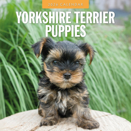 Red Robin Yorkshire Terrier Puppies Kalender 2026