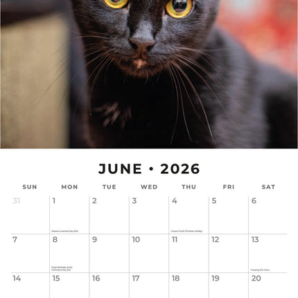 Red Robin Zwarte Katten Kalender 2026