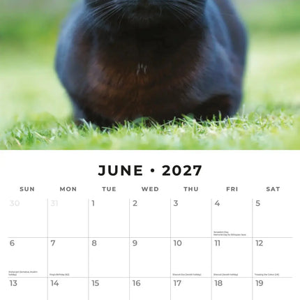 Red Robin Zwarte Katten Kalender 2027
