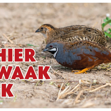 Stickerkoning Chinese Dwergkwartel Waakbord - Hier Waak Ik