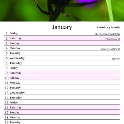 Tallon Bees & Butterflies Kalender 2027 Slimline