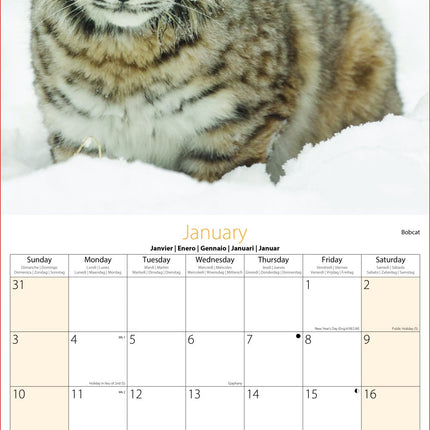 Tallon Big Cats, Animals & W Wildlife Kalender 2027