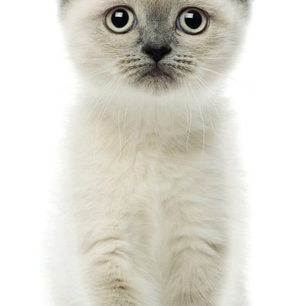 Tallon Cats & Kittens Kalender 2027 Slimline