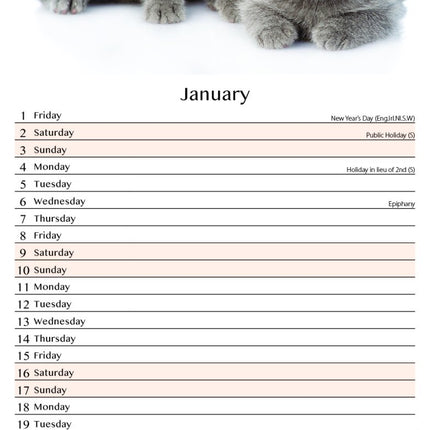 Tallon Cats & Kittens Kalender 2027 Slimline
