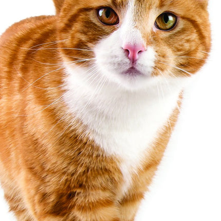 Tallon Cats & Kittens Kalender 2027 Slimline