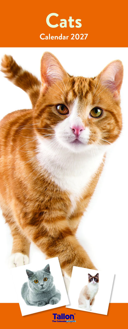 Tallon Cats & Kittens Kalender 2027 Slimline